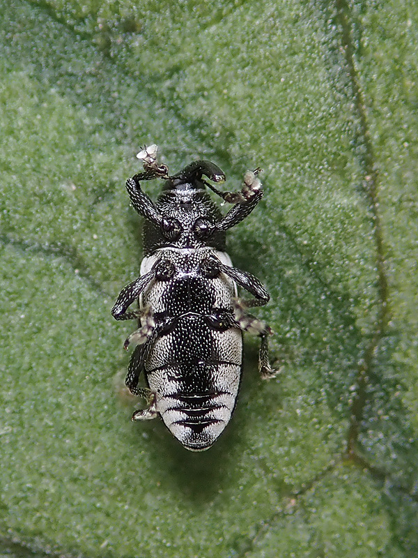 Curculionidae: Mecinus ?  No, Limnobaris dolorosa